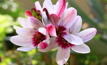Ixia from South Africa in the Garden: A Brilliant Flower for Your Summer Displays
