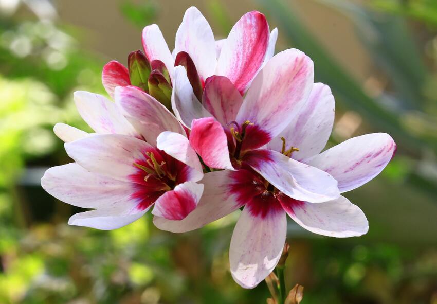 What is Ixia from South Africa