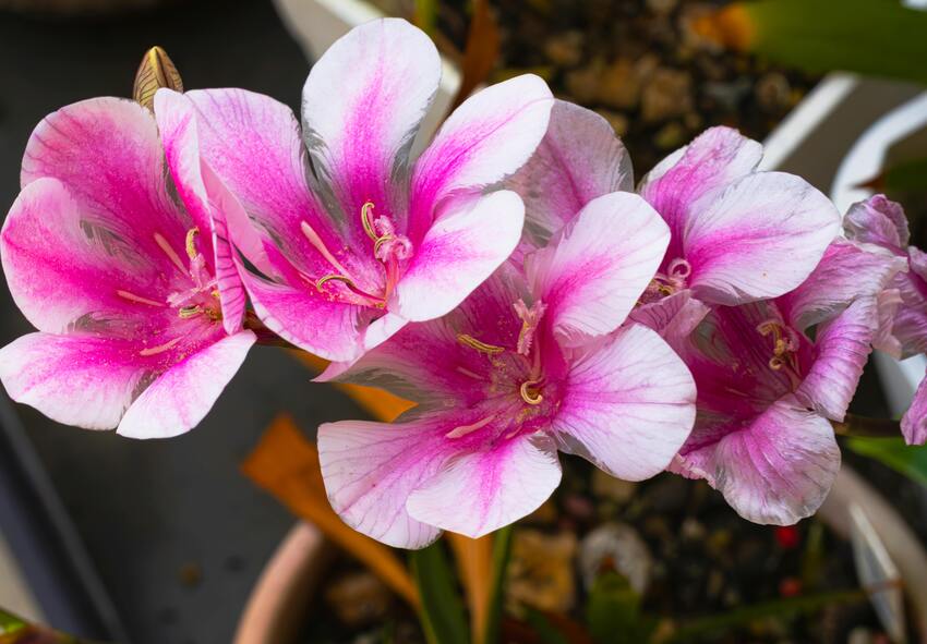 How to Plant Ixia in Your Garden