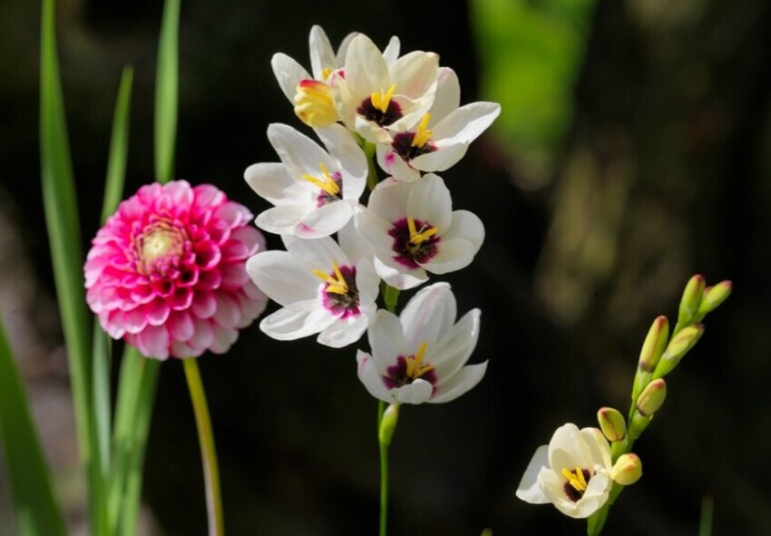 Growing Ixia from Seeds