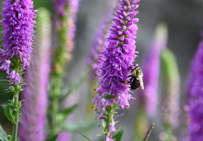 Seasonal Care for Liatris Spicata