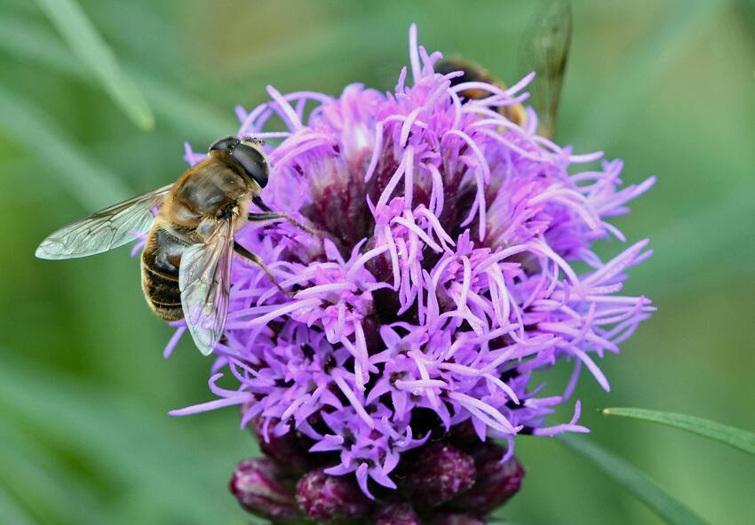 Why Liatris Spicata Attracts Pollinators 