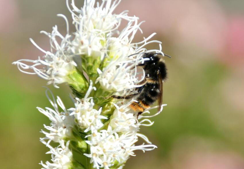 How to Plant Liatris Spicata