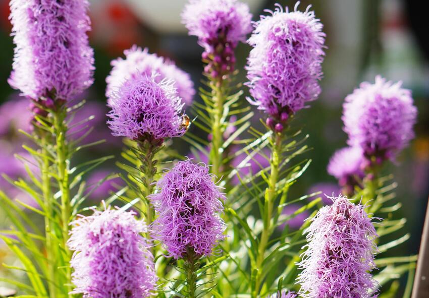 order Liatris Spicata bulbs online from Holland