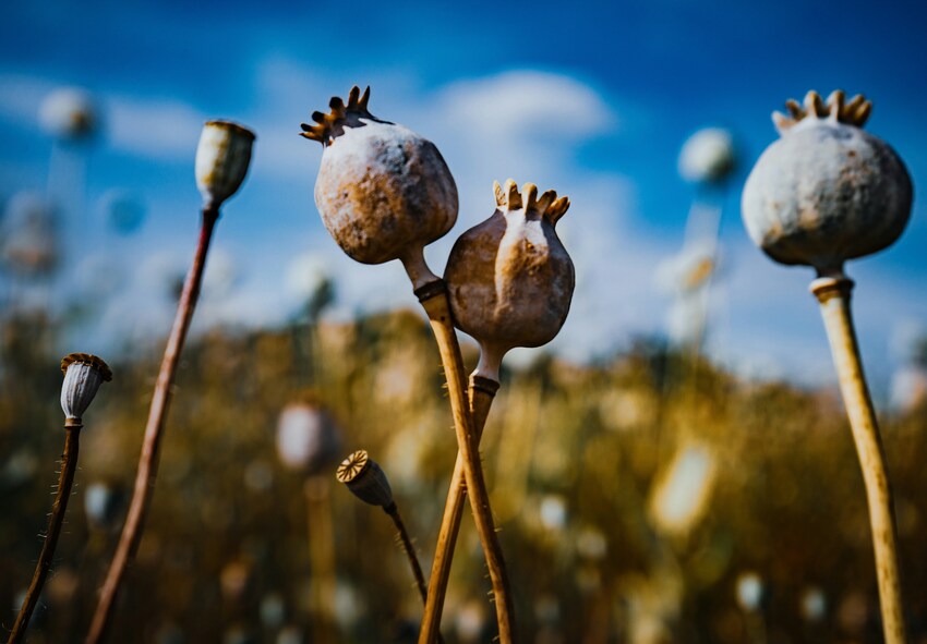 Догляд за східним маком в саду