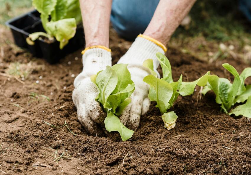 Τι να φυτέψετε τον Μάιο