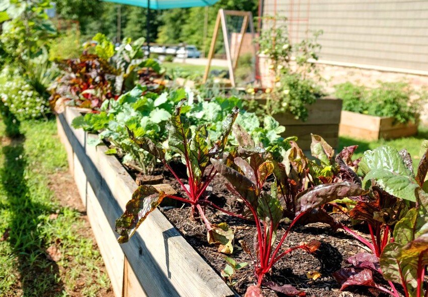 Les associations de plantes pour les petits jardins