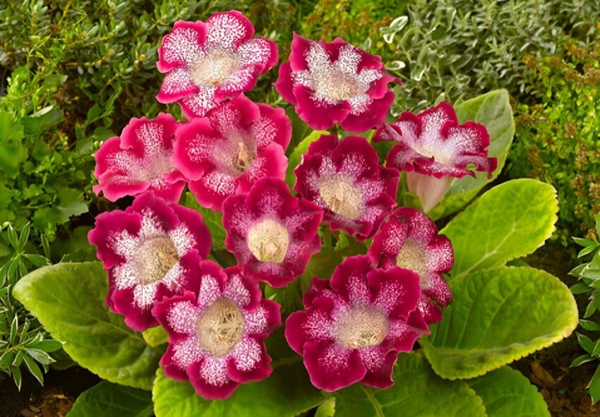 Summer Care for Gloxinia