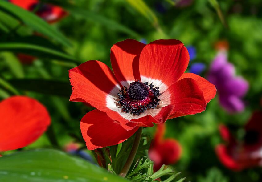 How to Prevent Anemone Diseases