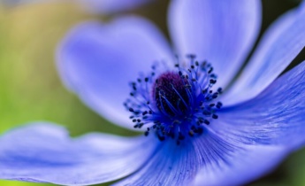 Anemone Diseases: Signs, Causes, and Effective Solutions for Gardeners