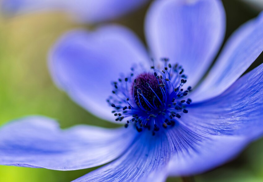order anemone bulbs online from Holland