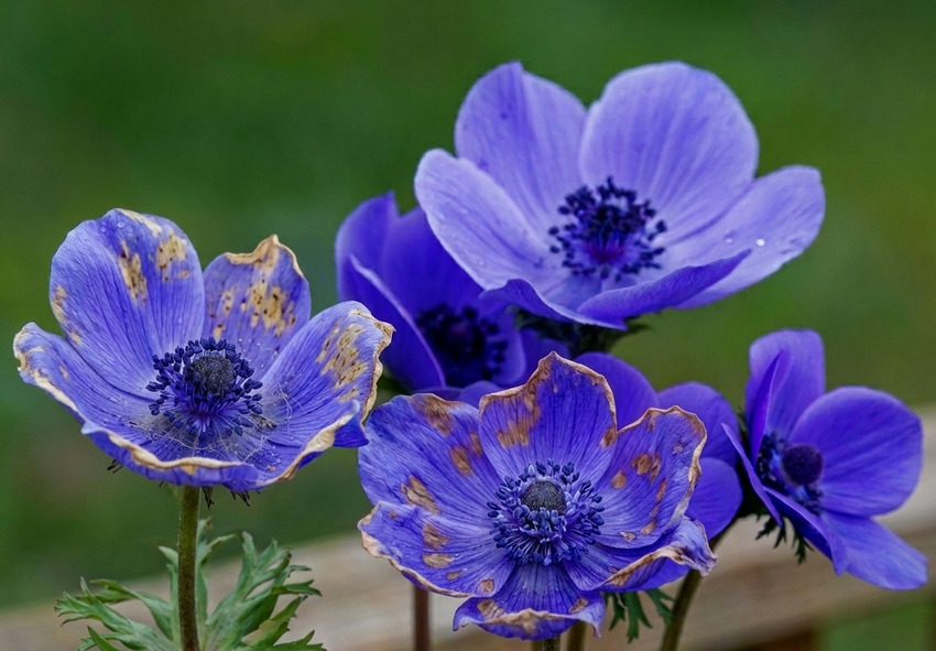 How to Identify Diseased Anemones
