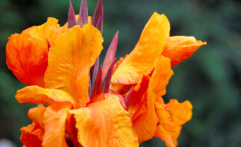 Come piantare le canne: i migliori consigli per una fioritura rigogliosa di questi gigli tropicali