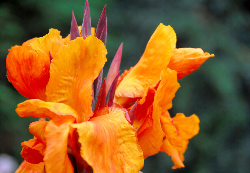 Commander des bulbes de canna en ligne depuis les Pays-Bas