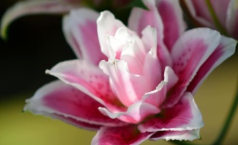Why to Choose Double Flowering Lilies: Benefits of Growing Rose Lily in Your Garden