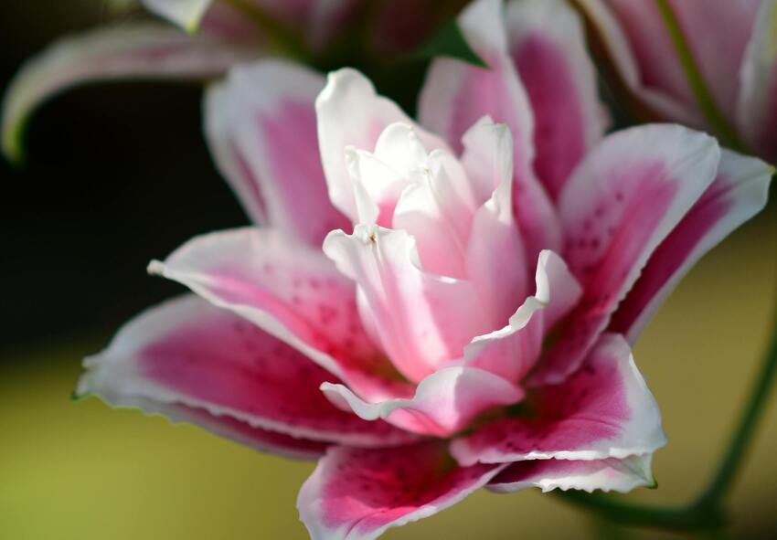 Benefits of Growing Double Flowering Lilies