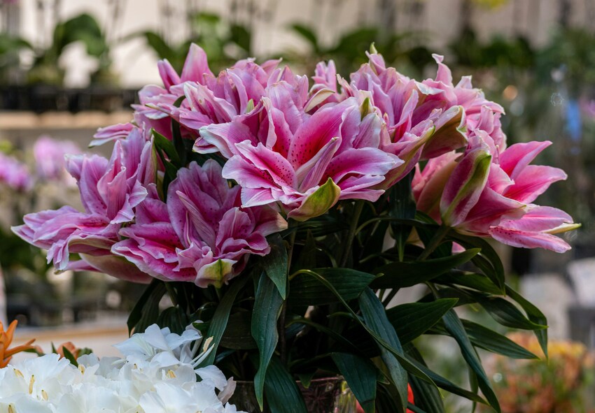 How to Grow Double Flowering Lilies