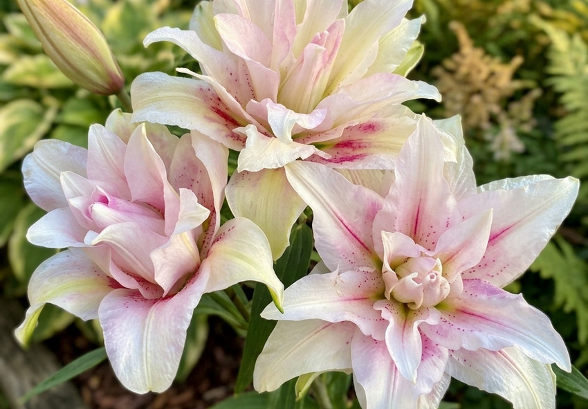 Caring for Rose Lilies in Garden