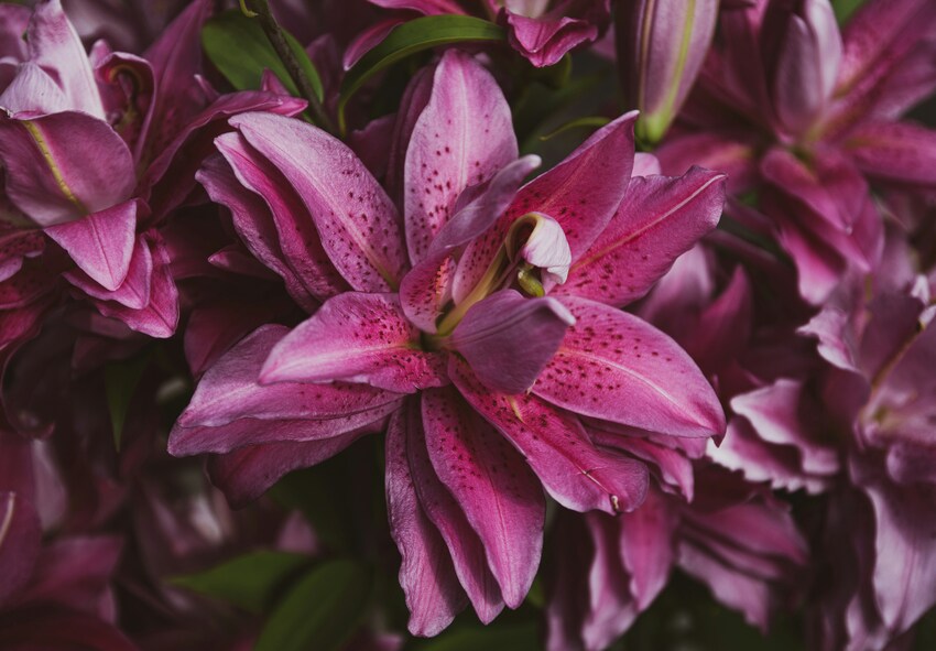 order double flowering lily bulbs online