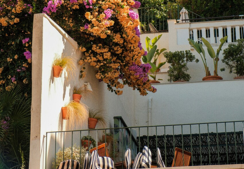 Best Mediterranean Garden Plants