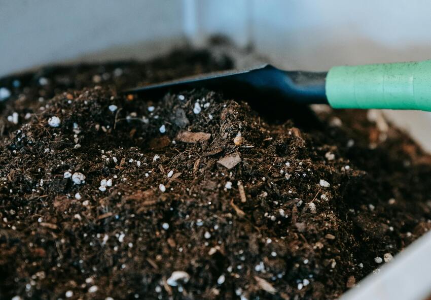 Comment planter des cannas dans votre jardin