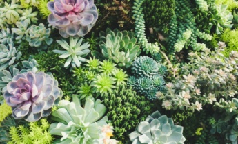 Succulents in Garden Design: Create a Modern and Drought-Tolerant Landscape