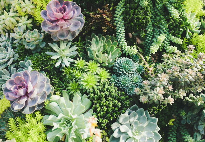 Combining Succulents with Other Plants