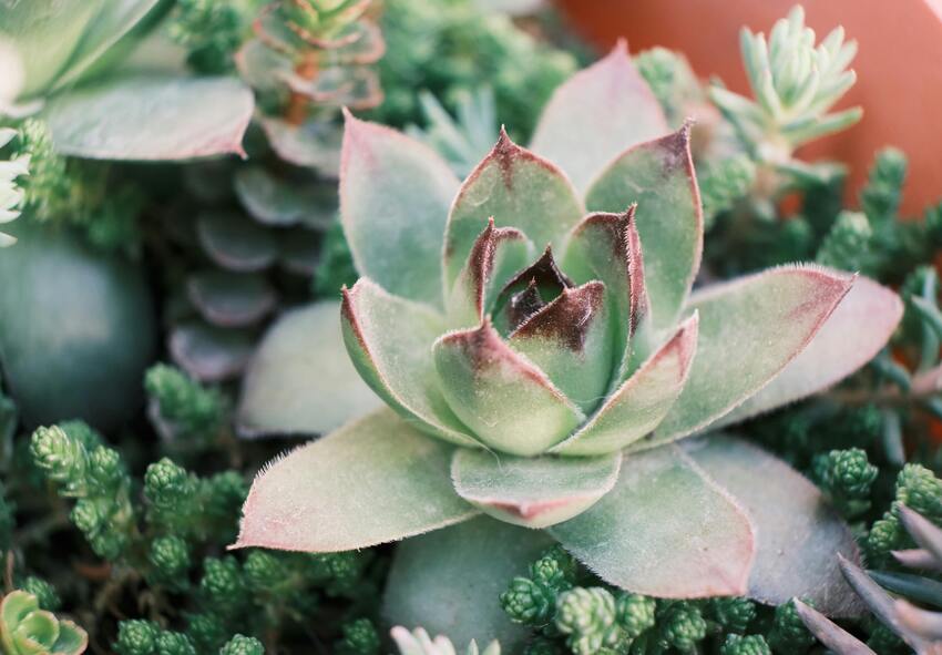 order succulents online from Holland