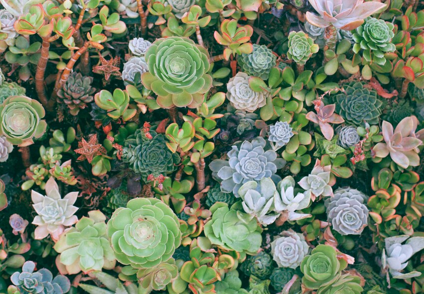 Popular Types of Succulents for Outdoor Gardens