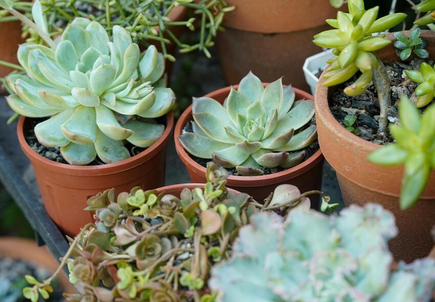 Care for Outdoor Succulents