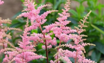 Comment planter l&rsquo;astilbe : guide expert sur les rhizomes, la préparation du site et les meilleures variétés