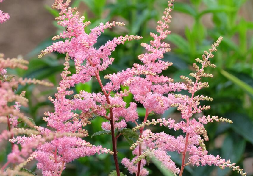 Comment prévenir les maladies de l'astilbe