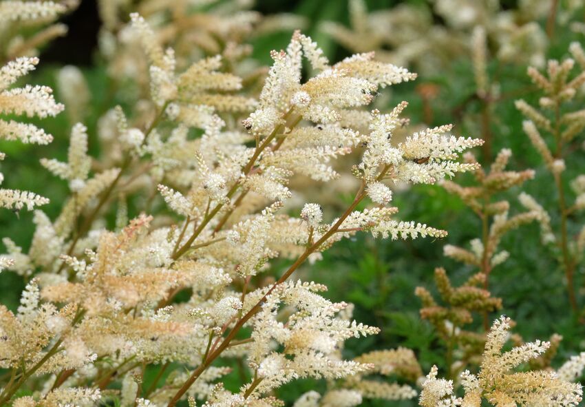 Comment reconnaître les maladies de l'astilbe