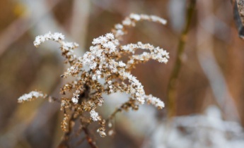 Az astilbe betegségei: gyakori problémák, tünetek és kezelés