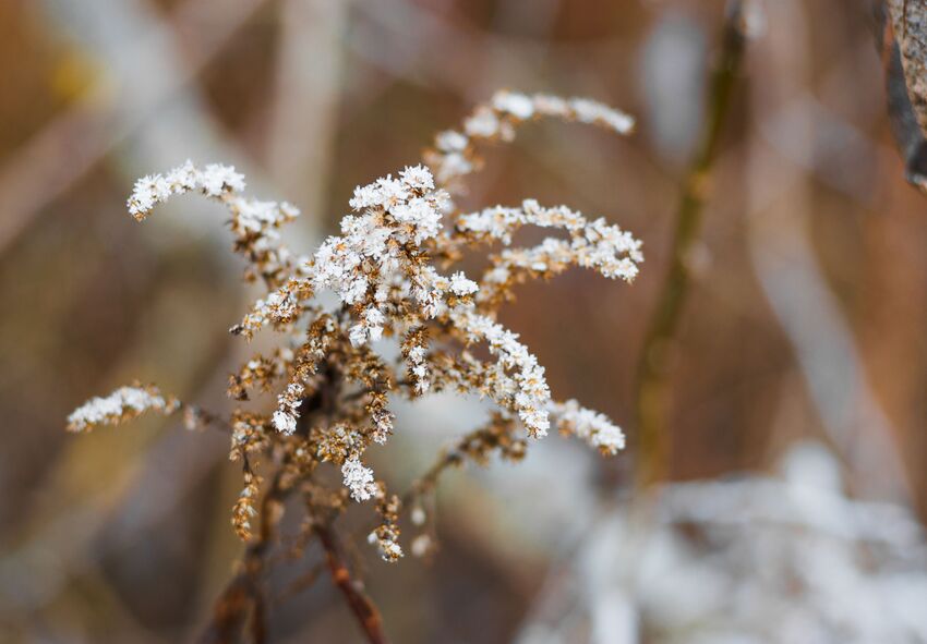 Commander en ligne des plants d'astilbe à racines nues en provenance des Pays-Bas