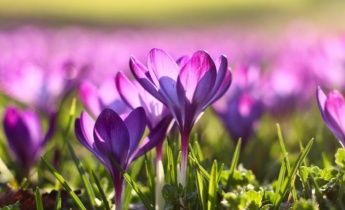 Tutto sui crochi: domande frequenti sui crochi in giardino