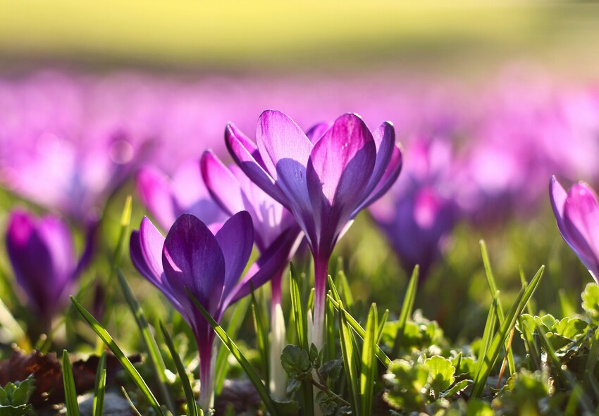 Sådan kombinerer du krokus med andre forårsblomster