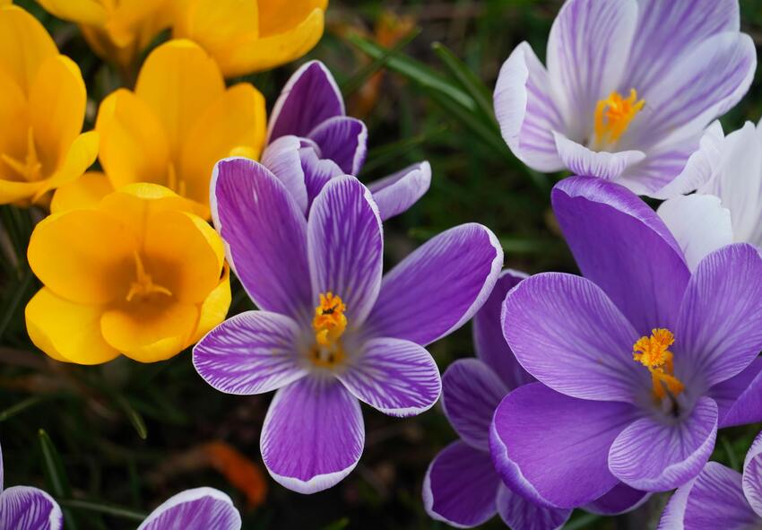 Hvilke farver har krokus i haven?