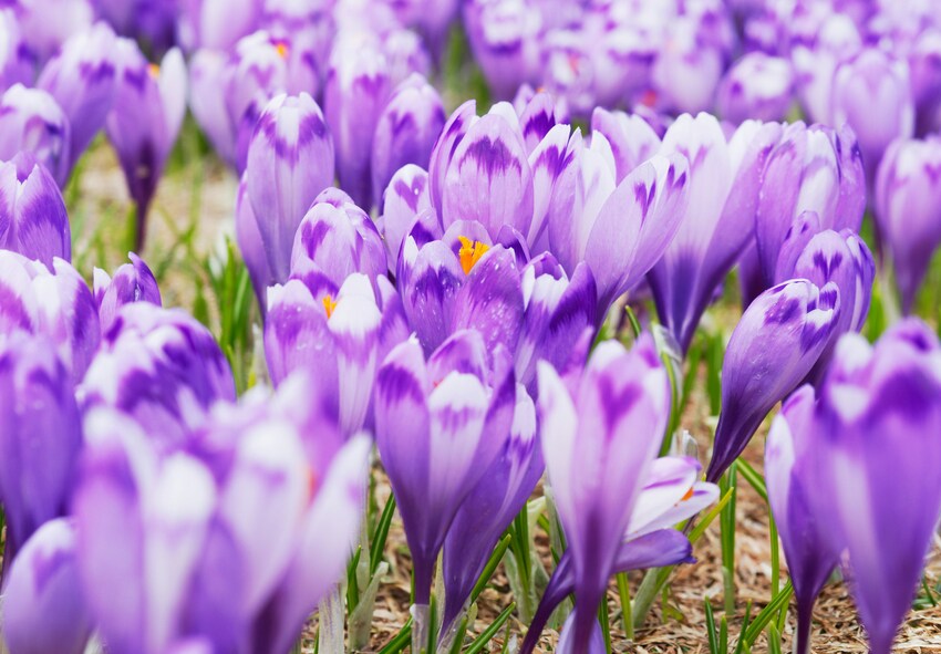 Sådan skaber du en livlig blomsterbuket med krokus