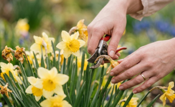 Conseils pour prendre soin des jonquilles tout au long de l&rsquo;année : guide saisonnier pour cultiver et entretenir les fleurs