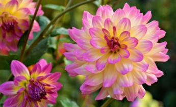 Hoe je dahlia’s op de juiste manier overwintert: je gids voor de winterstalling