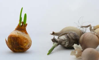 Entretien des plantes à bulbes après la floraison : comment prendre soin des fleurs à bulbes qui ont fini de fleurir