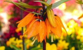 Kruunukukka: 15 kiehtovaa faktaa Fritillaria imperialis -lajista puutarhassa