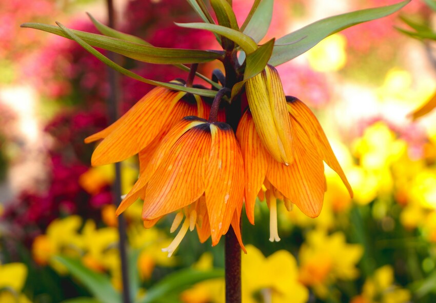Miksi sinun kannattaa istuttaa Fritillaria imperialis puutarhaan