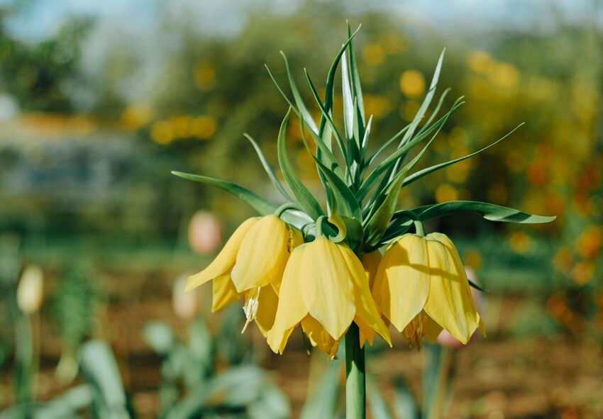 Fritillaria imperialiksen epätavallinen ulkonäkö