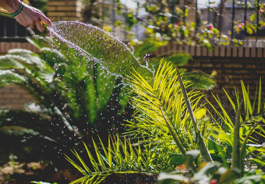 Riego adecuado para el jardín en verano