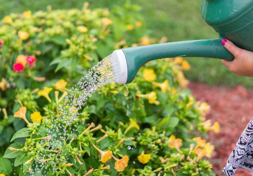 ¿Cuál es el mejor momento para regar el jardín?