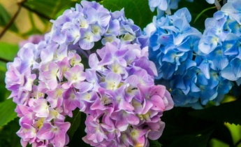 Come cambiare il colore delle ortensie: il segreto per ottenere fiori blu, rosa e viola