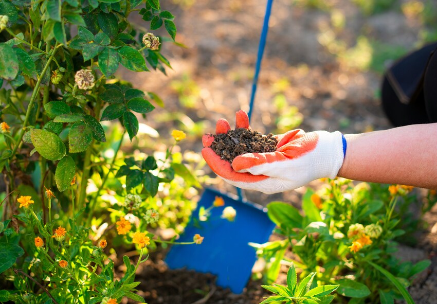 How to Prepare the Plot for Bulbous Plants How to Care for Spring Planting Flower Bulbs