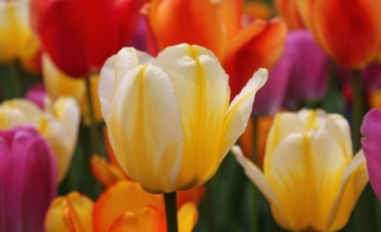 Cómo prolongar la floración de los tulipanes: haz que tus tulipanes florezcan hasta el otoño